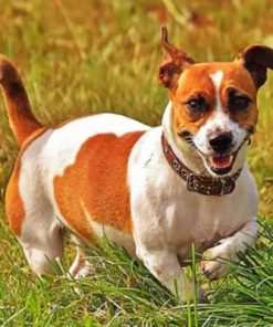 Jack Russell Puppy Paint by numbers