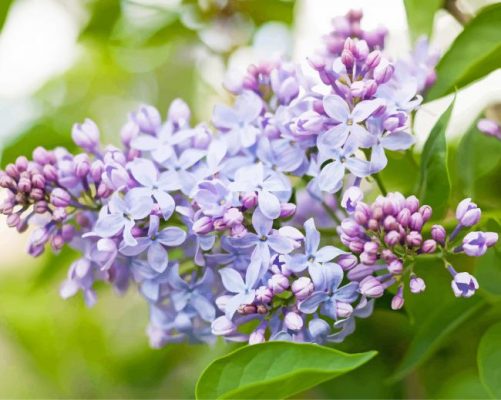 Lilac Flowers Paint by numbers