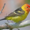 Little Western Tanager Bird Paint by numbers