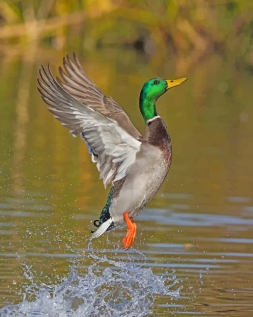 mallard-flying-paint-by-number