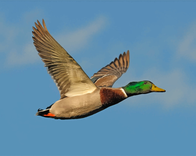 mallard-paint-by-numbers