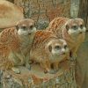 meerkat-animal-paint-by-numbers