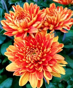 orange-chrysanthemum-paint-by-number