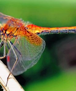 orange-dragonfly-paint-by-numbers