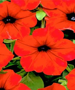 Red Petunia Paint by numbers