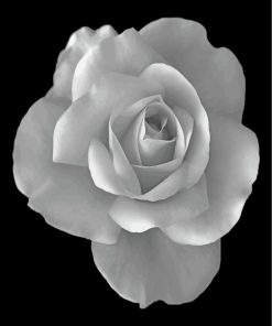 rose-black-and-white-flower-paint-by-numbers