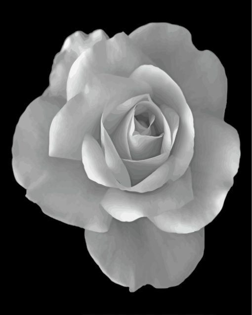 rose-black-and-white-flower-paint-by-numbers