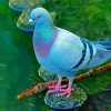 Cute Blue Colombidae Bird paint by numbers