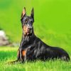 Doberman Dog Animal paint by numbers