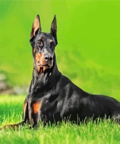 Doberman Dog Animal paint by numbers