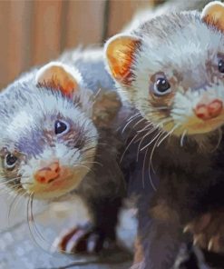 Two Cute Ferret Animal paint by numbers