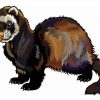 Ferret Illustration paint by numbers