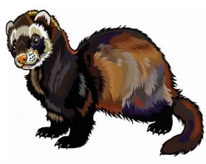 Ferret Illustration paint by numbers