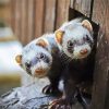 Two Cute Ferrets Animals paint by numbers