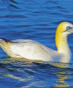 Gannets Bird Floating paint by numbers