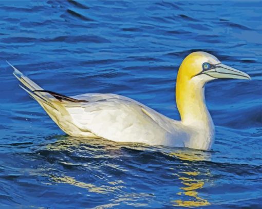 Gannets Bird Floating paint by numbers