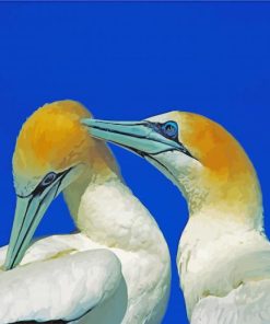 Two Cute Gannets Birds paint by numbers