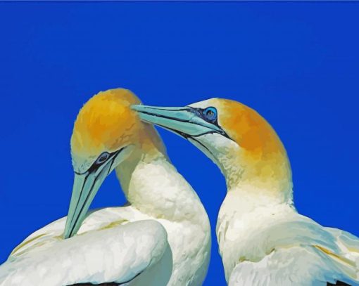 Two Cute Gannets Birds paint by numbers