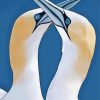 Gannets Birds Illustration paint by numbers