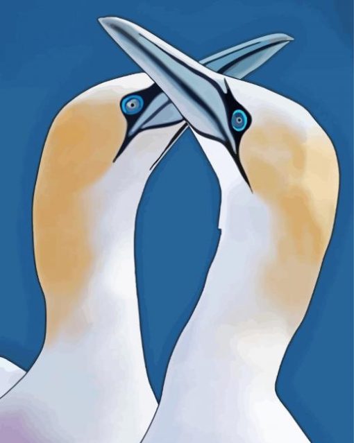 Gannets Birds Illustration paint by numbers