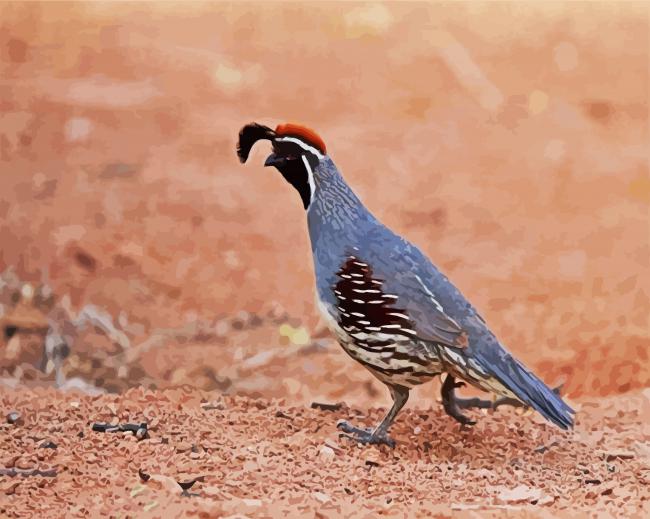 Gambel's Quail paint by number