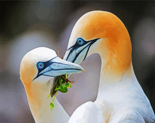 Gannets Birds paint by number