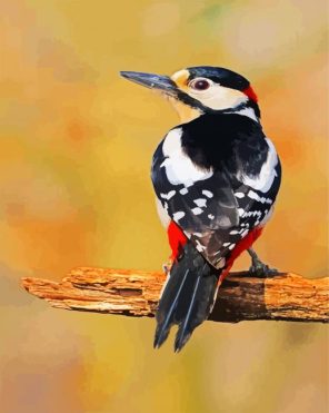 Lovely Picchio Bird paint by number