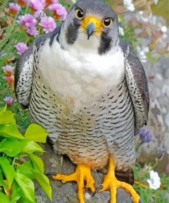 Cute Grey Falcon Bird paint by numbers