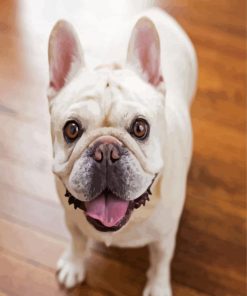 Cute Frenchie Puppy paint by numbers