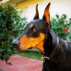 Doberman Pinscher Dog Breed paint by numbers