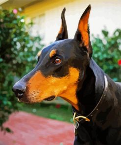 Doberman Pinscher Dog Breed paint by numbers