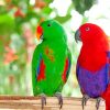 Electus Parrots Birds paint by numbers
