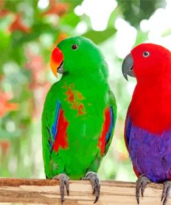Electus Parrots Birds paint by numbers