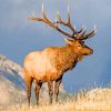 North American Elk Animal paint by numbers