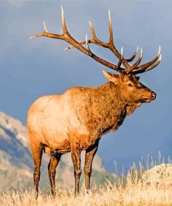 North American Elk Animal paint by numbers