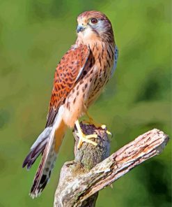 Aesthetic Falcon Bird Animal paint by numbers