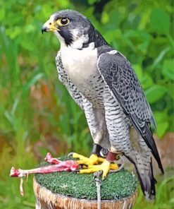 Grey Falcon Bird paint by number