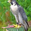 Grey Falcon Bird Animal paint by numbers