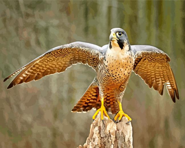 Brown Falcon Bird paint by number