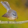 Cute Fantail Bird paint by number