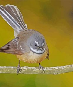 Fantail Bird Art paint by numbers