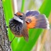 Rufous Fantail Bird paint by number