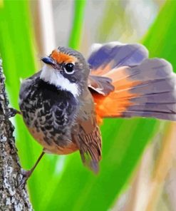 Rufous Fantail Bird paint by number