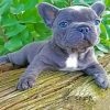 Grey Frenchie Bulldog paint by numbers