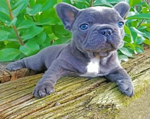 Grey Frenchie Bulldog paint by numbers