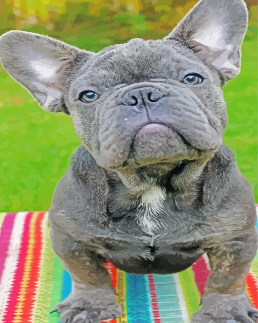 Grey Frenchies Puppy paint by numbers