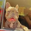 Happy Frenchie Puppy paint by numbers