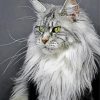Grey Mainecoon Caft paint by numbers