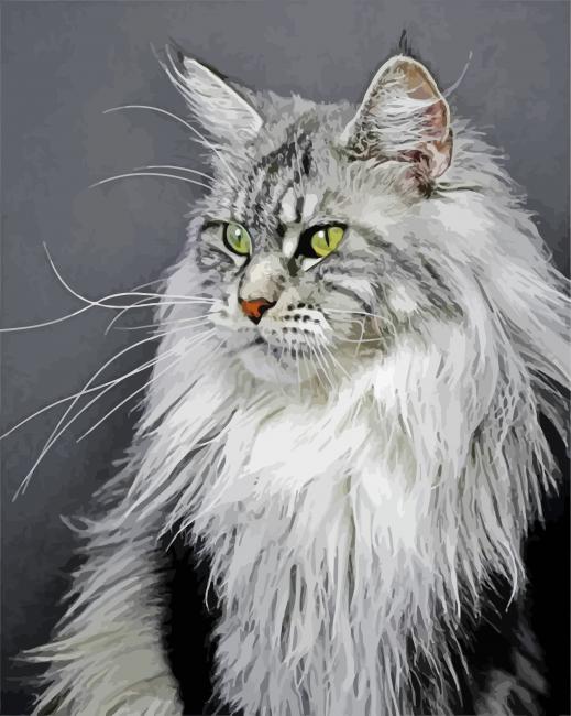 Grey Mainecoon Caft paint by numbers