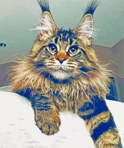 Mainecoon Cat paint by numbers